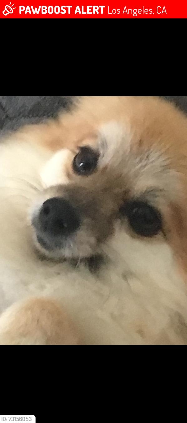 Lost Female Dog last seen Normadie 95th, Los Angeles, CA 90044