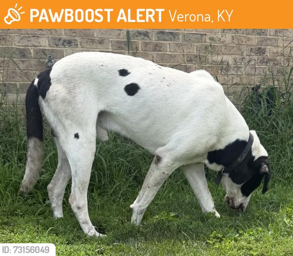 Found/Stray Male Dog last seen Porter rd & Verona-Mudlick Rd, Verona, KY 41092