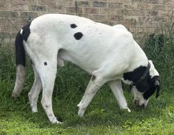 Found/Stray Male Dog last seen Porter rd & Verona-Mudlick Rd, Verona, KY 41092
