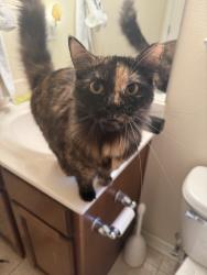 Reunited Unknown Cat last seen Near Sea Myrtle Way, Santa Rosa Beach, FL 32459, USA, Santa Rosa Beach, FL 32459