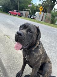 Reunited Female Dog last seen Bobe Dogwood, West Pensacola, FL 32505