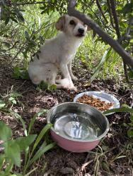 Found/Stray Unknown Dog last seen Right behind summit salado creek apmts off the greenway, San Antonio, TX 78216