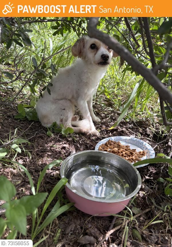 Found/Stray Unknown Dog last seen Right behind summit salado creek apmts off the greenway, San Antonio, TX 78216