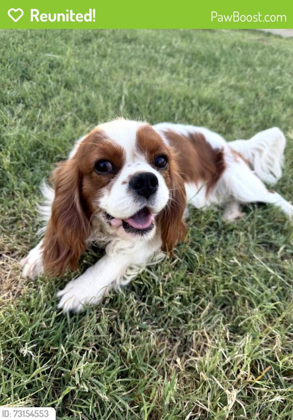Reunited Male Dog last seen Near E. Chestnut Queen Creek, AZ, Queen Creek, AZ 85142