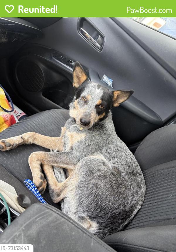 Reunited Female Dog last seen Rio Grande Blvd, Los Ranchos de Albuquerque, NM 87107