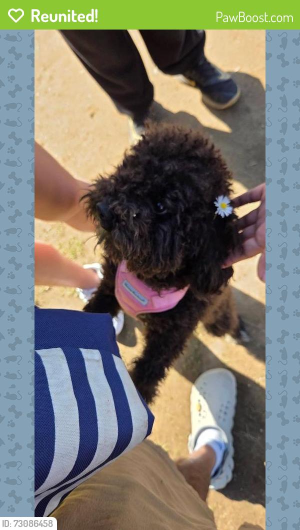 Reunited Female Dog last seen School ave and Kerr st., Vancouver, BC V5R 5M8