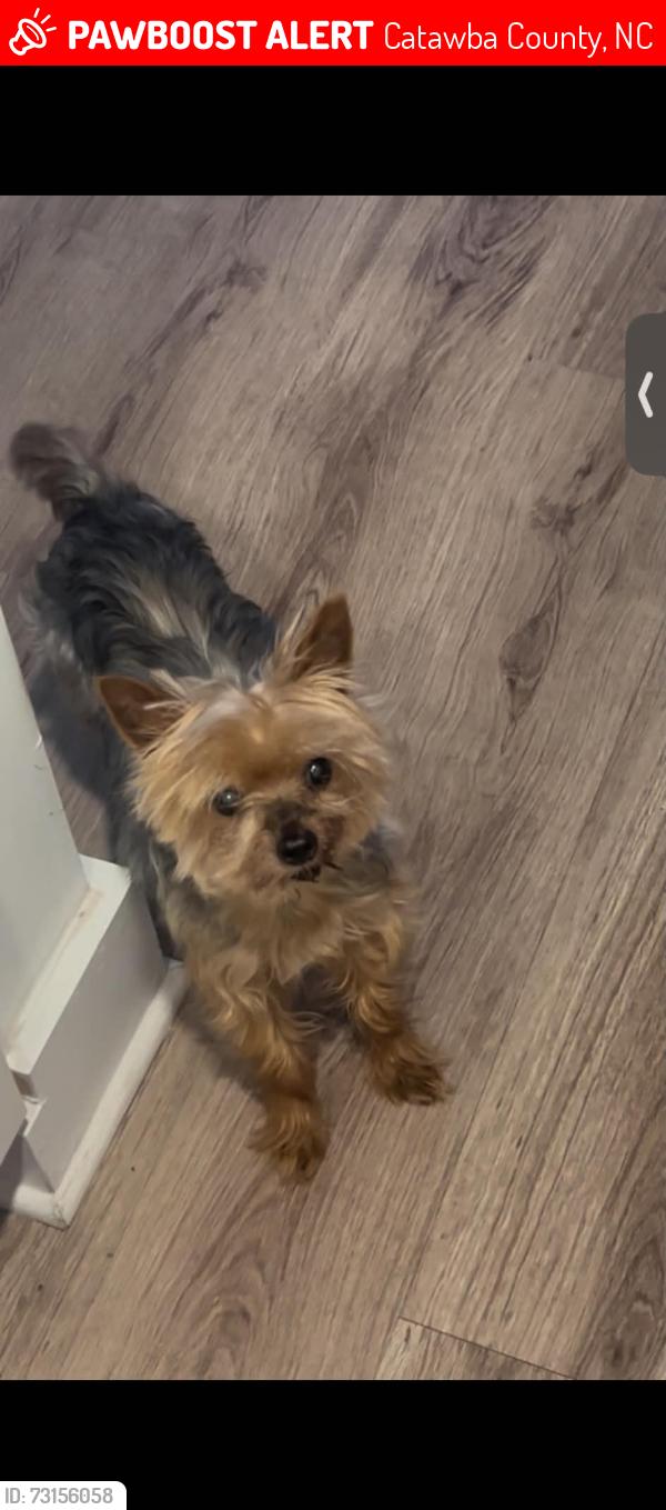 Lost Male Dog last seen Musket Way, Conover 28613, Catawba County, NC 28613