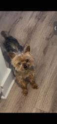 Lost Male Dog last seen Musket Way, Conover 28613, Catawba County, NC 28613