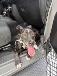 Reunited Female Dog last seen NE 2nd ave and 125 street, North Miami, FL 33161