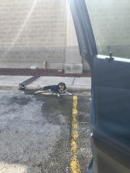 Found/Stray Female Dog last seen IHOP restaurant by home Depot, San Antonio, TX 78223