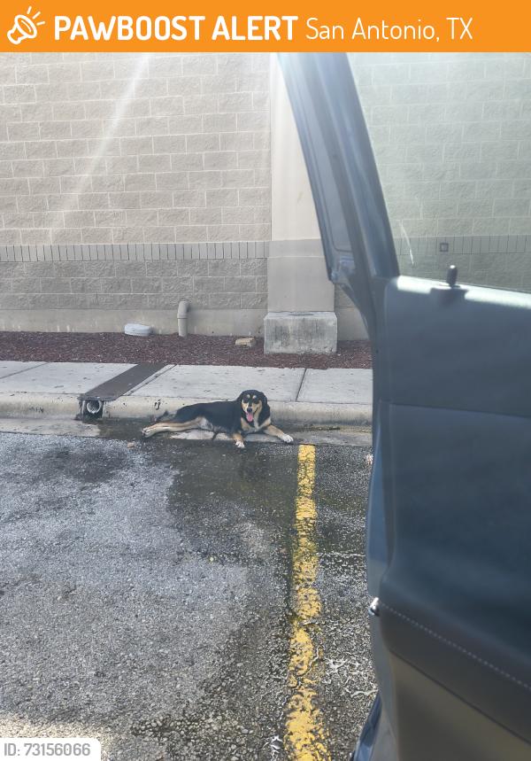 Found/Stray Female Dog last seen IHOP restaurant by home Depot, San Antonio, TX 78223