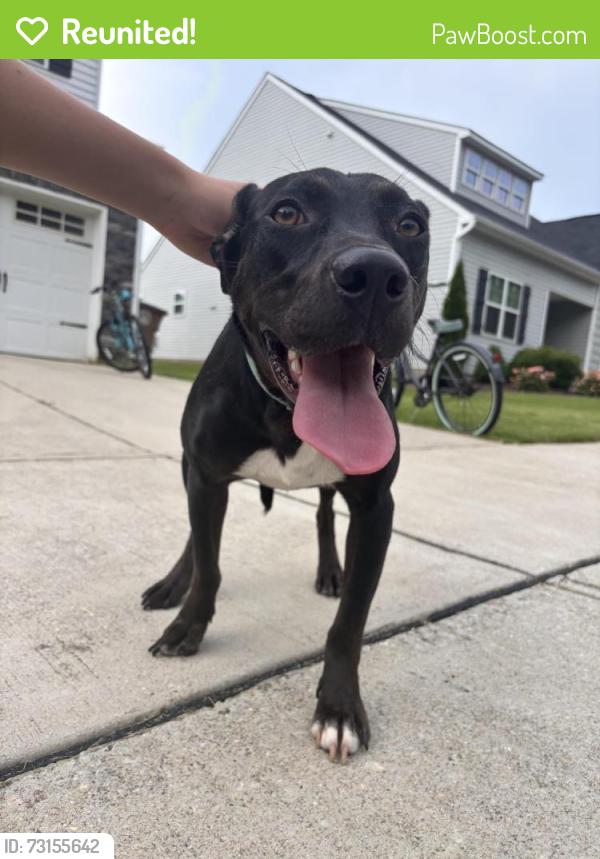 Reunited Female Dog last seen Everly Mist, Youngsville, NC 27596