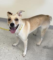 Shelter Stray Male Dog last seen Near Catalpa Street, Midvale, UT, 84047, 511 W 3900 S, Salt Lake City, UT 84123, USA