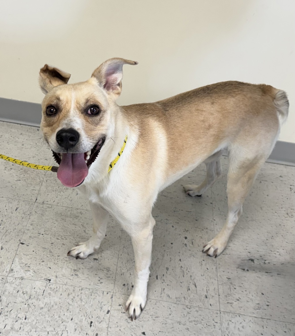 Shelter Stray Male Dog last seen Near Catalpa Street, Midvale, UT, 84047, 511 W 3900 S, Salt Lake City, UT 84123, USA
