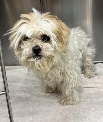 Shelter Stray Female Dog last seen Near W 500 Street N, SALT LAKE CITY, UT, 84115, 511 W 3900 S, Salt Lake City, UT 84123, USA