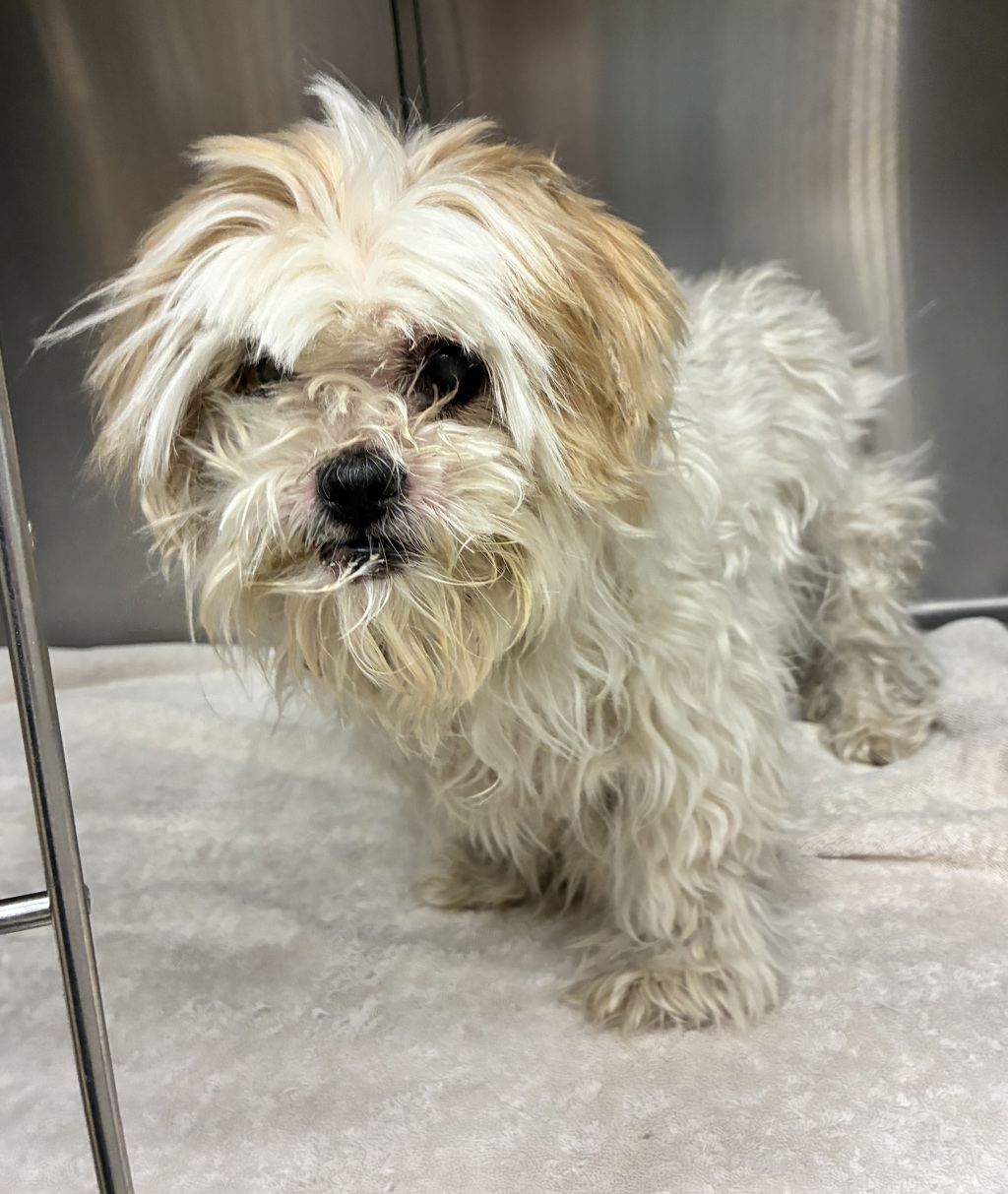 Shelter Stray Female Dog last seen Near W 500 Street N, SALT LAKE CITY, UT, 84115, 511 W 3900 S, Salt Lake City, UT 84123, USA