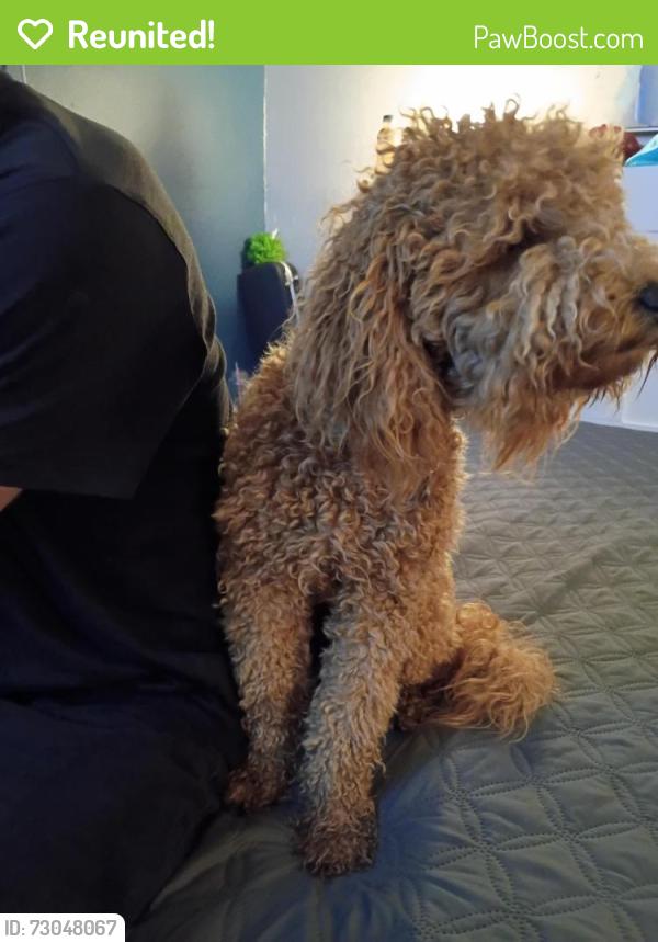 Reunited Female Dog last seen coranado Blvd, Denton, TX 76209