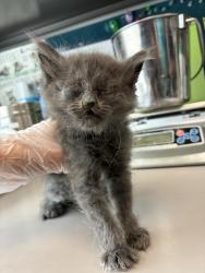 Shelter Stray Male Cat last seen Near W 5175 S, Kearns Township, UT, 84118, 511 W 3900 S, Salt Lake City, UT 84123, USA