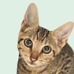 Shelter Stray Male Cat last seen Near Lampting Drive, PFLUGERVILLE, TX, 78660, 7201 Levander Loop bldg a, Austin, TX 78702, USA