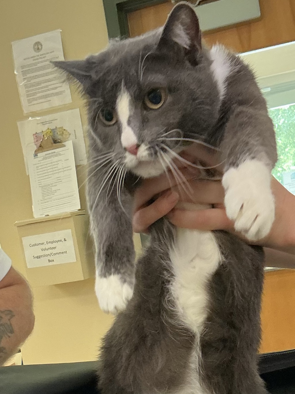 Shelter Stray Unknown Cat last seen S Rosemont Road, VIRGINIA BEACH, VA, 23453, 341 S Birdneck Rd, Virginia Beach, VA 23451, USA