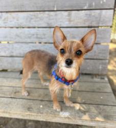 Shelter Stray Female Dog last seen Near E 14th Street, SAN LEANDRO, CA, 94577, 8323 Baldwin St, Oakland, CA 94621, USA
