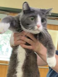 Shelter Stray Unknown Cat last seen S Rosemont Road, VIRGINIA BEACH, VA, 23453, 341 S Birdneck Rd, Virginia Beach, VA 23451, USA