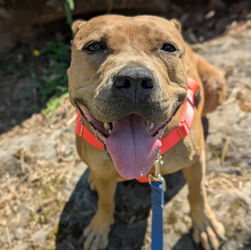 Shelter Stray Female Dog last seen NE Skidmore / Cully, PORTLAND, OR, 97218, 1700 W Historic Columbia River Hwy, Troutdale, OR 97060, USA