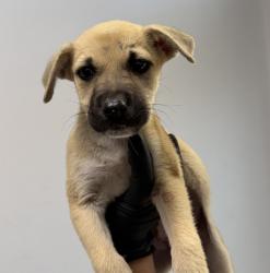 Shelter Stray Female Dog last seen Near W San Ysidro Boulevard, San Diego, CA, 92173, 5500 Gaines St, San Diego, CA 92110, USA