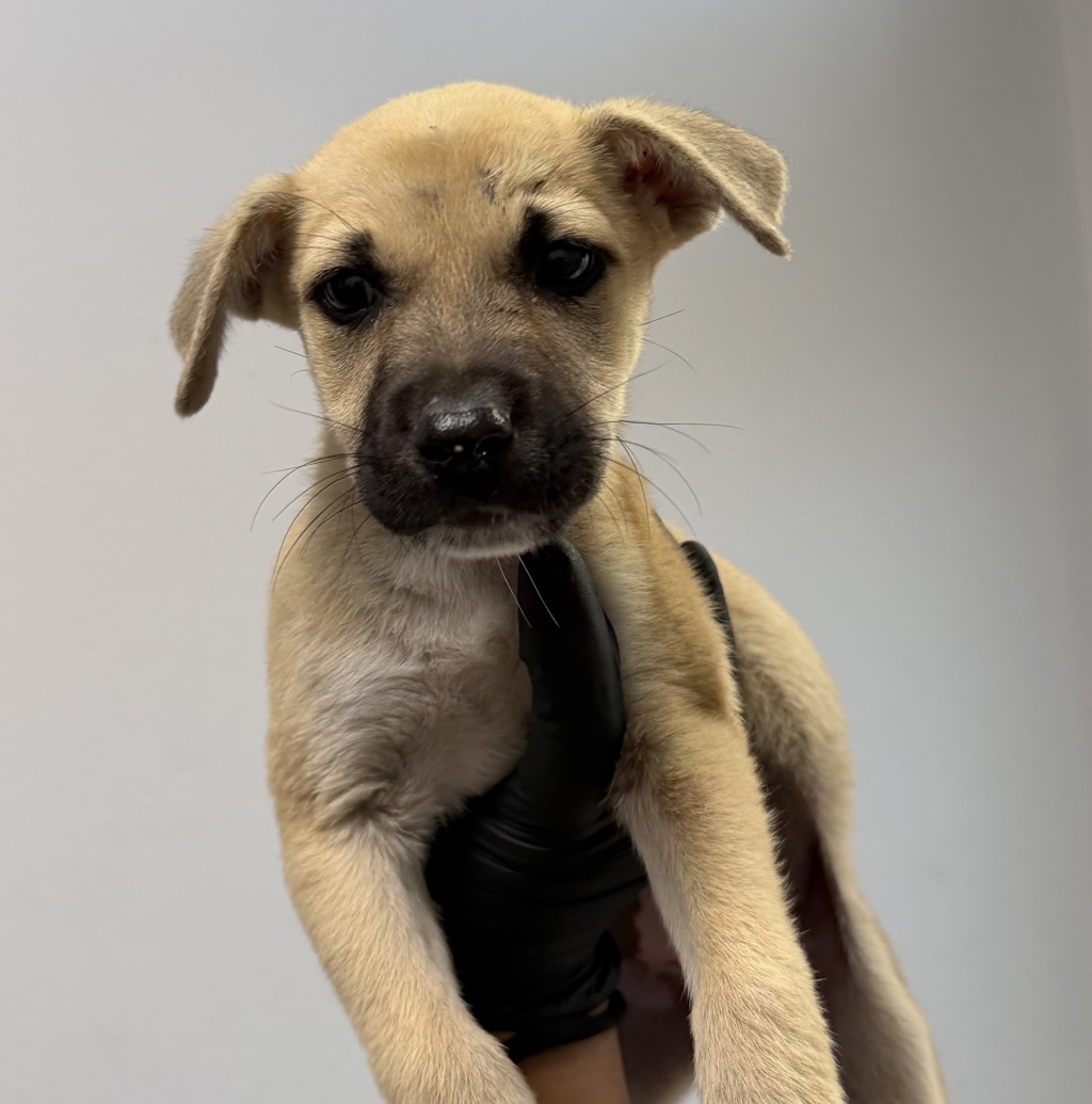 Shelter Stray Female Dog last seen Near W San Ysidro Boulevard, San Diego, CA, 92173, 5500 Gaines St, San Diego, CA 92110, USA