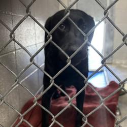 Shelter Stray Male Dog last seen Owner Surrender, PORTLAND, OR, 97203, 1700 W Historic Columbia River Hwy, Troutdale, OR 97060, USA