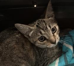 Shelter Stray Female Cat last seen West Hall Ave, San Diego, CA, 92173, 5500 Gaines St, San Diego, CA 92110, USA