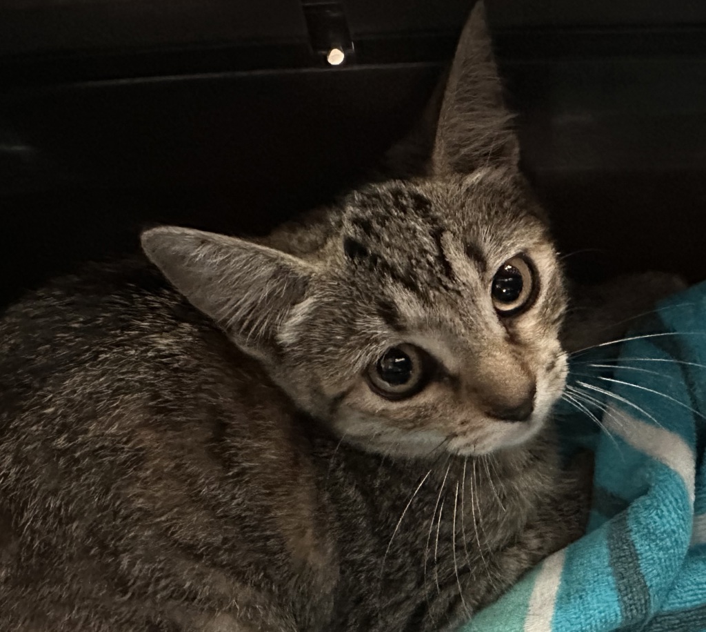 Shelter Stray Female Cat last seen West Hall Ave, San Diego, CA, 92173, 5500 Gaines St, San Diego, CA 92110, USA