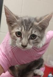 Shelter Stray Female Cat last seen Near J Street, San Diego, CA, 92102, El Cajon, CA 92020, USA