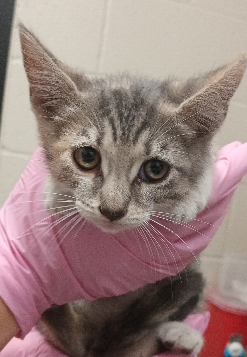 Shelter Stray Female Cat last seen Near J Street, San Diego, CA, 92102, El Cajon, CA 92020, USA