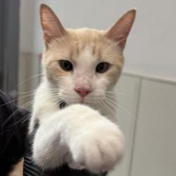 Shelter Stray Female Cat last seen Near Gateway Center Way, San Diego, CA, 92102, 5500 Gaines St, San Diego, CA 92110, USA
