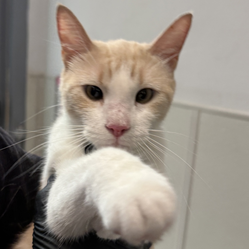 Shelter Stray Female Cat last seen Near Gateway Center Way, San Diego, CA, 92102, 5500 Gaines St, San Diego, CA 92110, USA