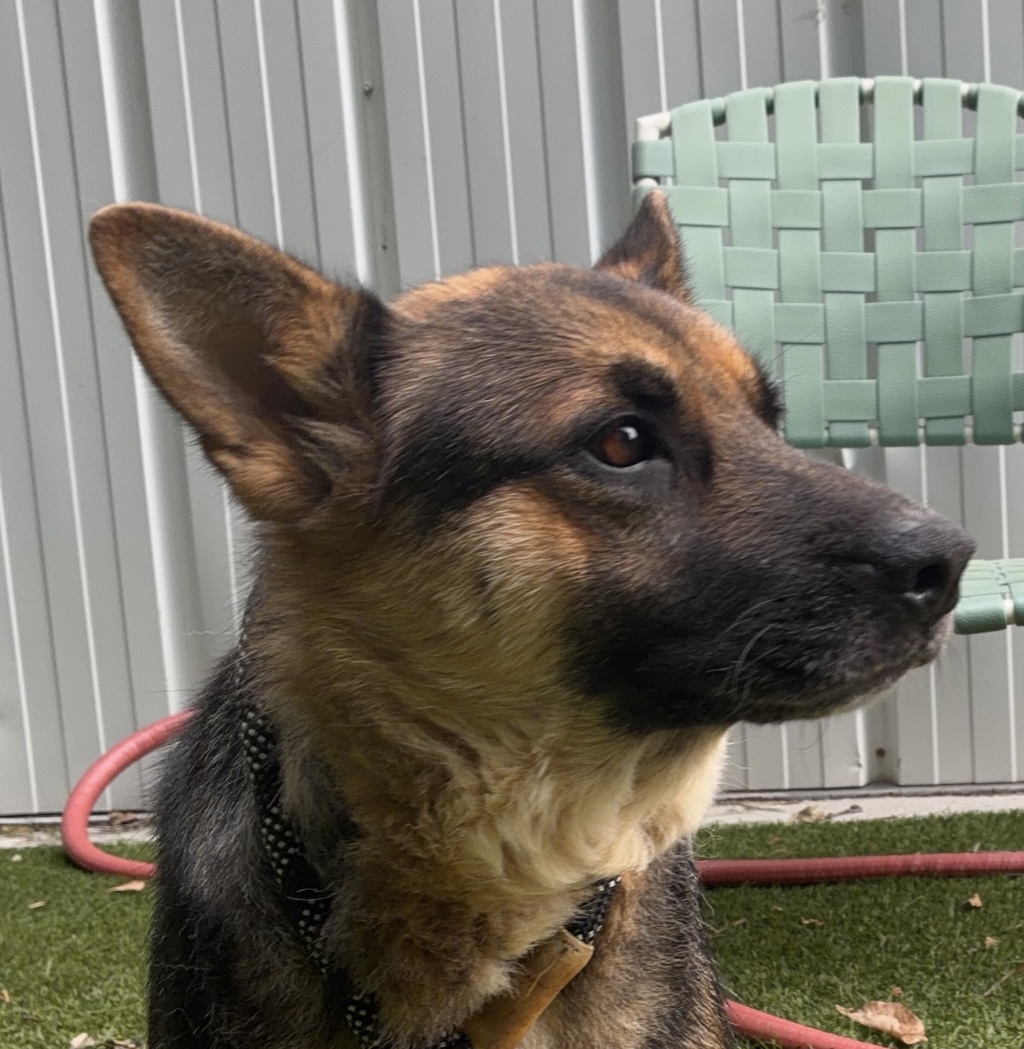 Shelter Stray Female Dog last seen found near Rush st and Hammond RD in Raleigh, RALEIGH, NC, 27610, 820 Beacon Lake Dr, Raleigh, NC 27610, USA