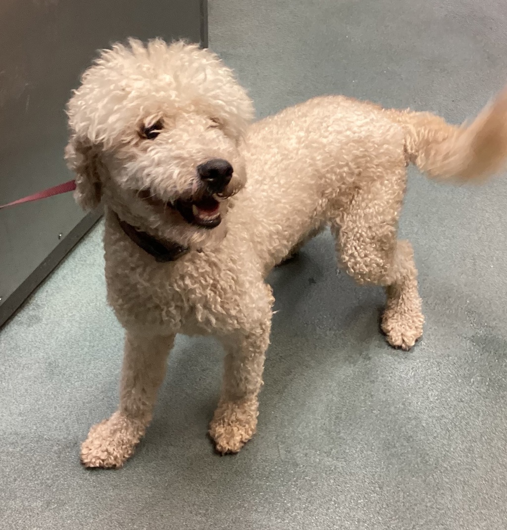 Shelter Stray Male Dog last seen NC, 820 Beacon Lake Dr, Raleigh, NC 27610, USA