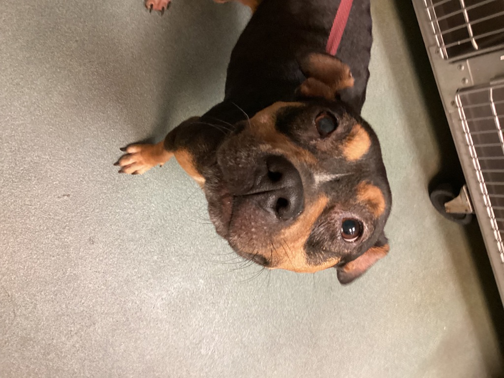 Shelter Stray Female Dog last seen NC, 820 Beacon Lake Dr, Raleigh, NC 27610, USA
