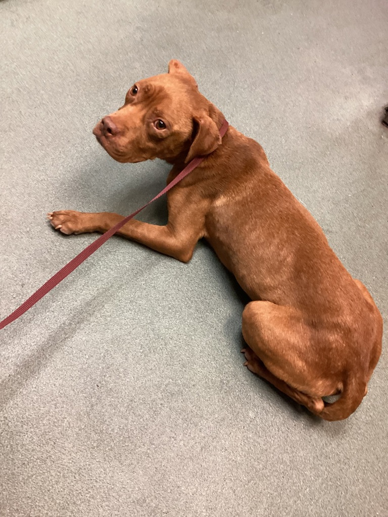 Shelter Stray Female Dog last seen NC, 820 Beacon Lake Dr, Raleigh, NC 27610, USA
