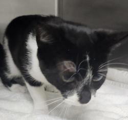 Shelter Stray Female Cat last seen Near Gato Street, SILVERDALE, WA, 98383, 9167 Dickey Rd NW, Silverdale, WA 98383, USA