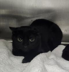 Shelter Stray Female Cat last seen Near Gato Street, SILVERDALE, WA, 98383, 9167 Dickey Rd NW, Silverdale, WA 98383, USA