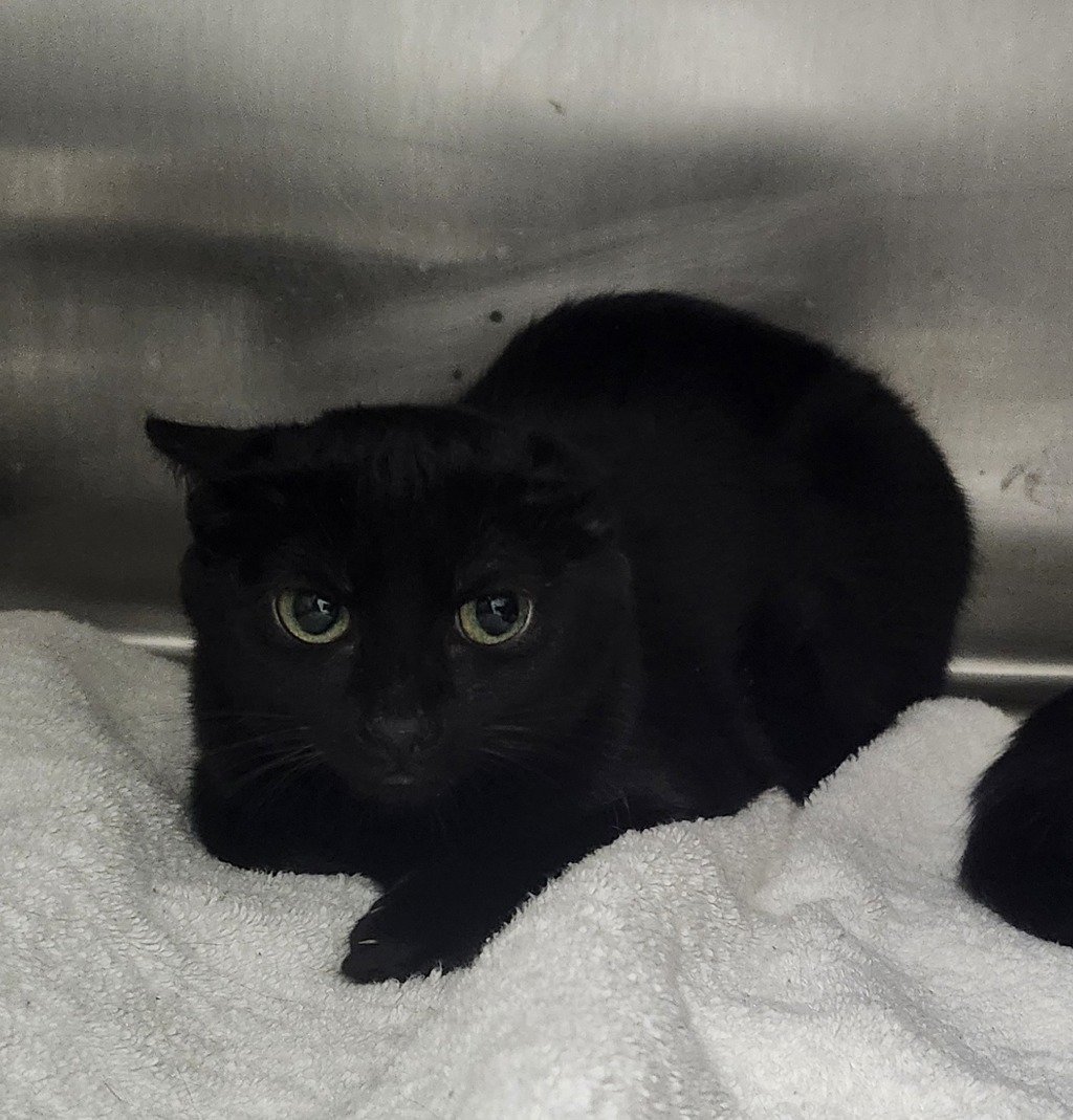 Shelter Stray Female Cat last seen Near Gato Street, SILVERDALE, WA, 98383, 9167 Dickey Rd NW, Silverdale, WA 98383, USA