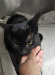 Shelter Stray Female Cat last seen Near Gato Street, SILVERDALE, WA, 98383, 9167 Dickey Rd NW, Silverdale, WA 98383, USA