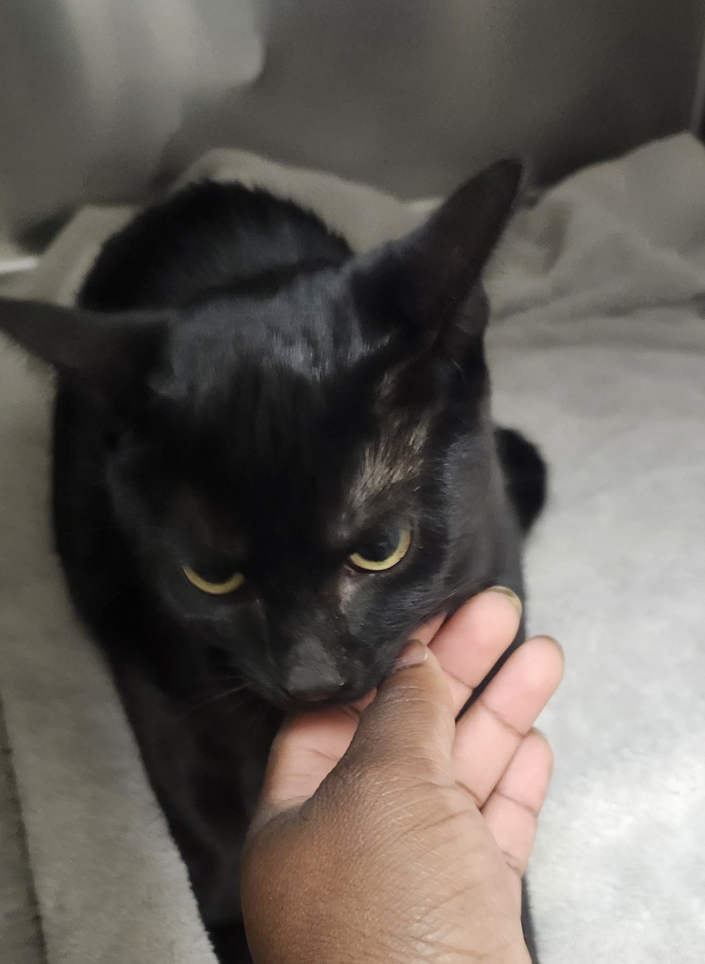 Shelter Stray Female Cat last seen Near Gato Street, SILVERDALE, WA, 98383, 9167 Dickey Rd NW, Silverdale, WA 98383, USA