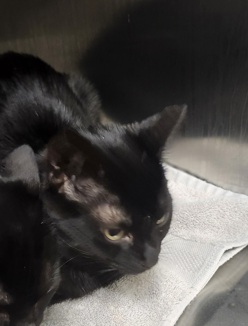 Shelter Stray Female Cat last seen Near Gato Street, SILVERDALE, WA, 98383, 9167 Dickey Rd NW, Silverdale, WA 98383, USA