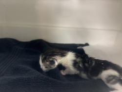 Shelter Stray Male Cat last seen Near Edgecombe Avenue, NEW YORK, NY, 10031, 326 E 110th St, New York, NY 10029, USA
