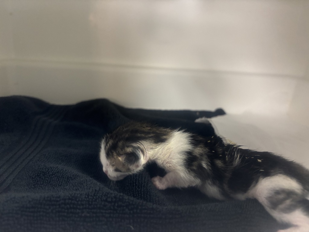 Shelter Stray Male Cat last seen Near Edgecombe Avenue, NEW YORK, NY, 10031, 326 E 110th St, New York, NY 10029, USA