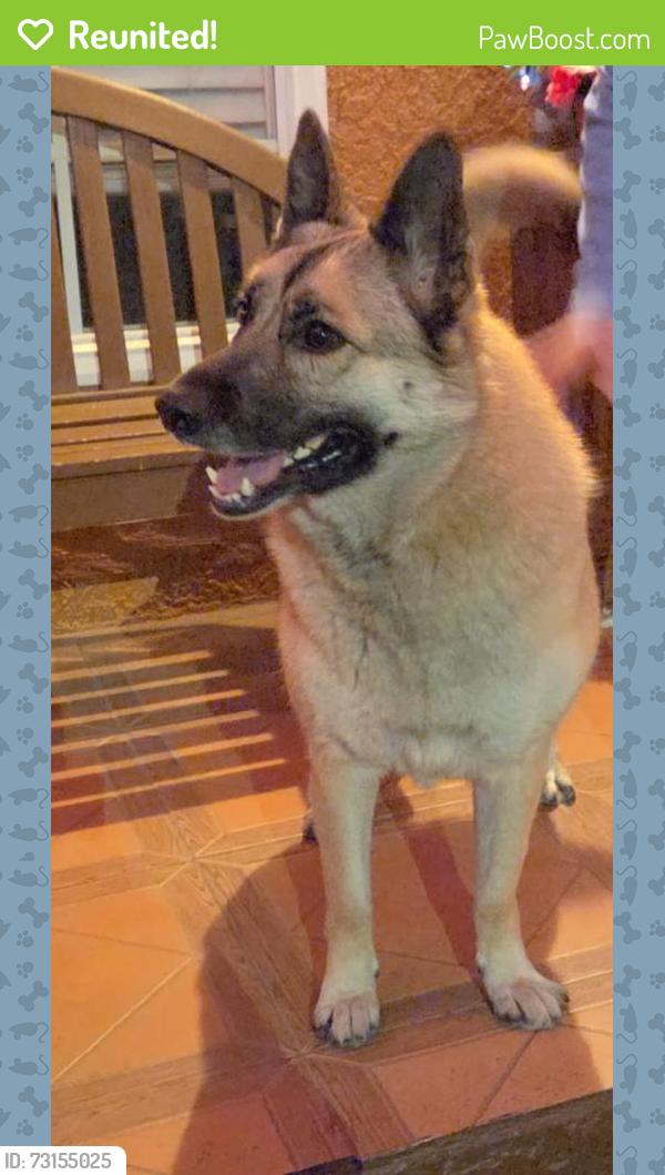 Reunited Female Dog last seen Lennox and 111th st, Inglewood, CA 90304
