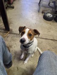 Reunited Male Dog last seen Lavansville road, Somerset, PA 15501